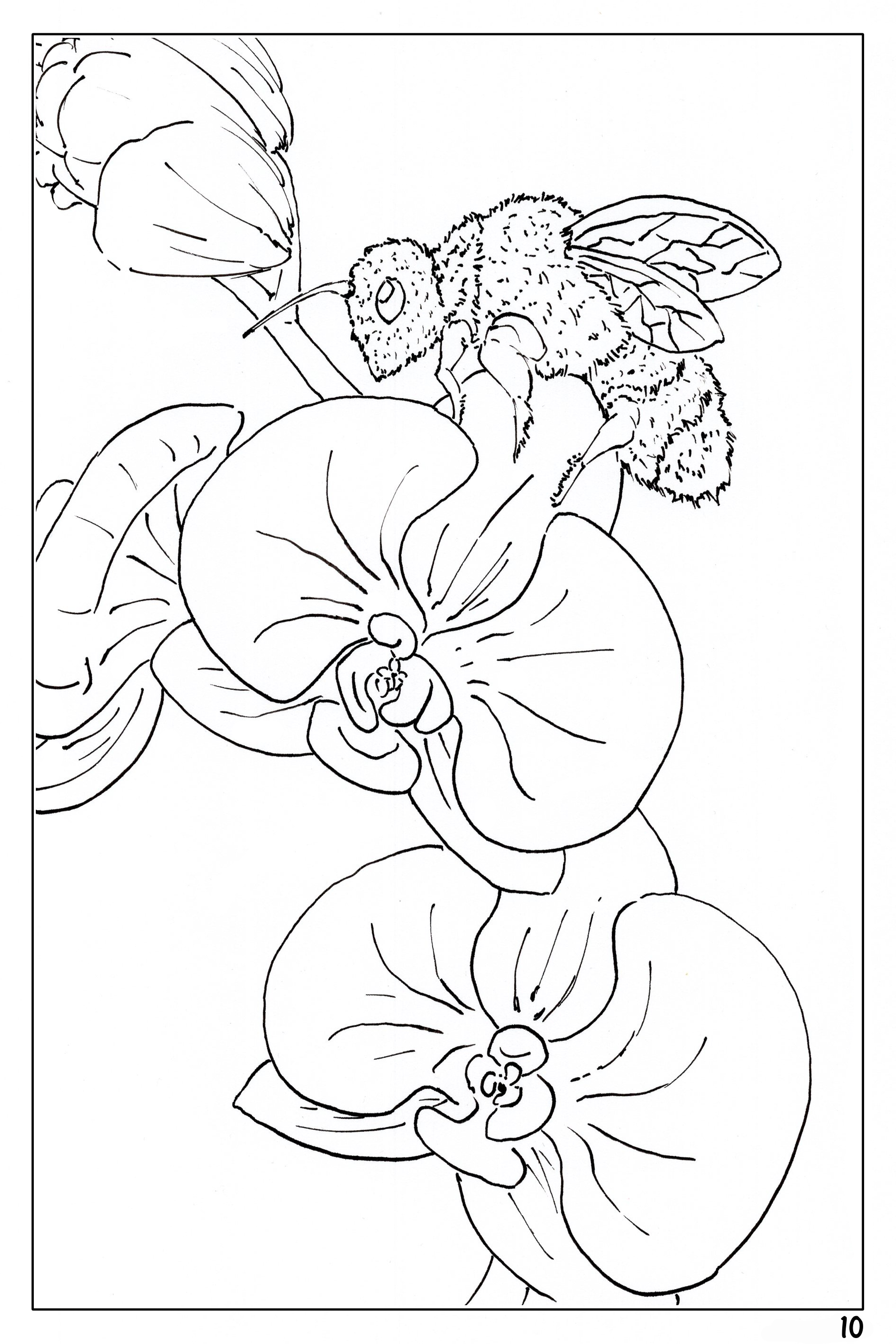 Plants and Flowers themed watercolor coloring book