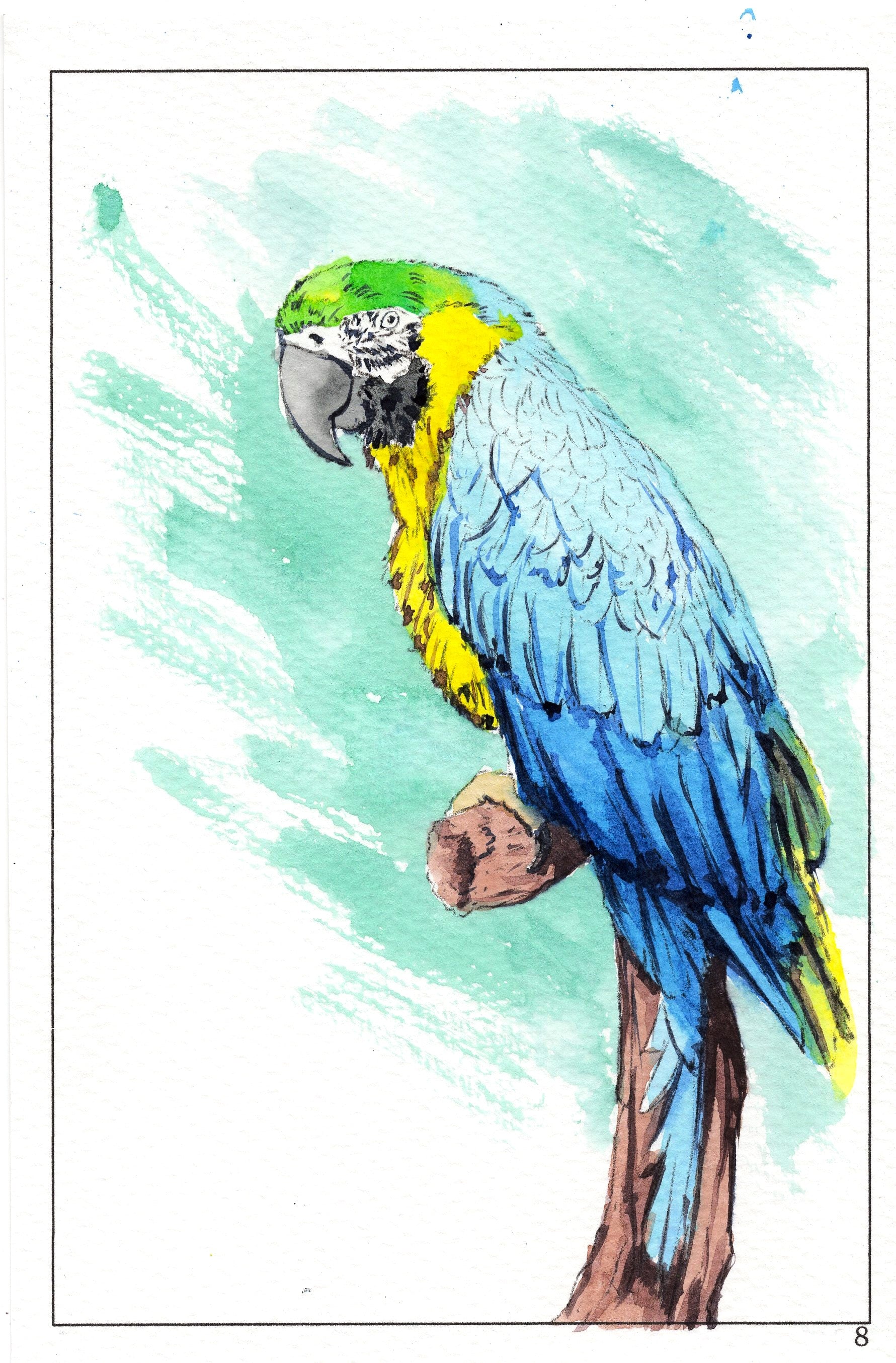 watercolor workbook page 8, how to watercolor paint a blue and green parrot
