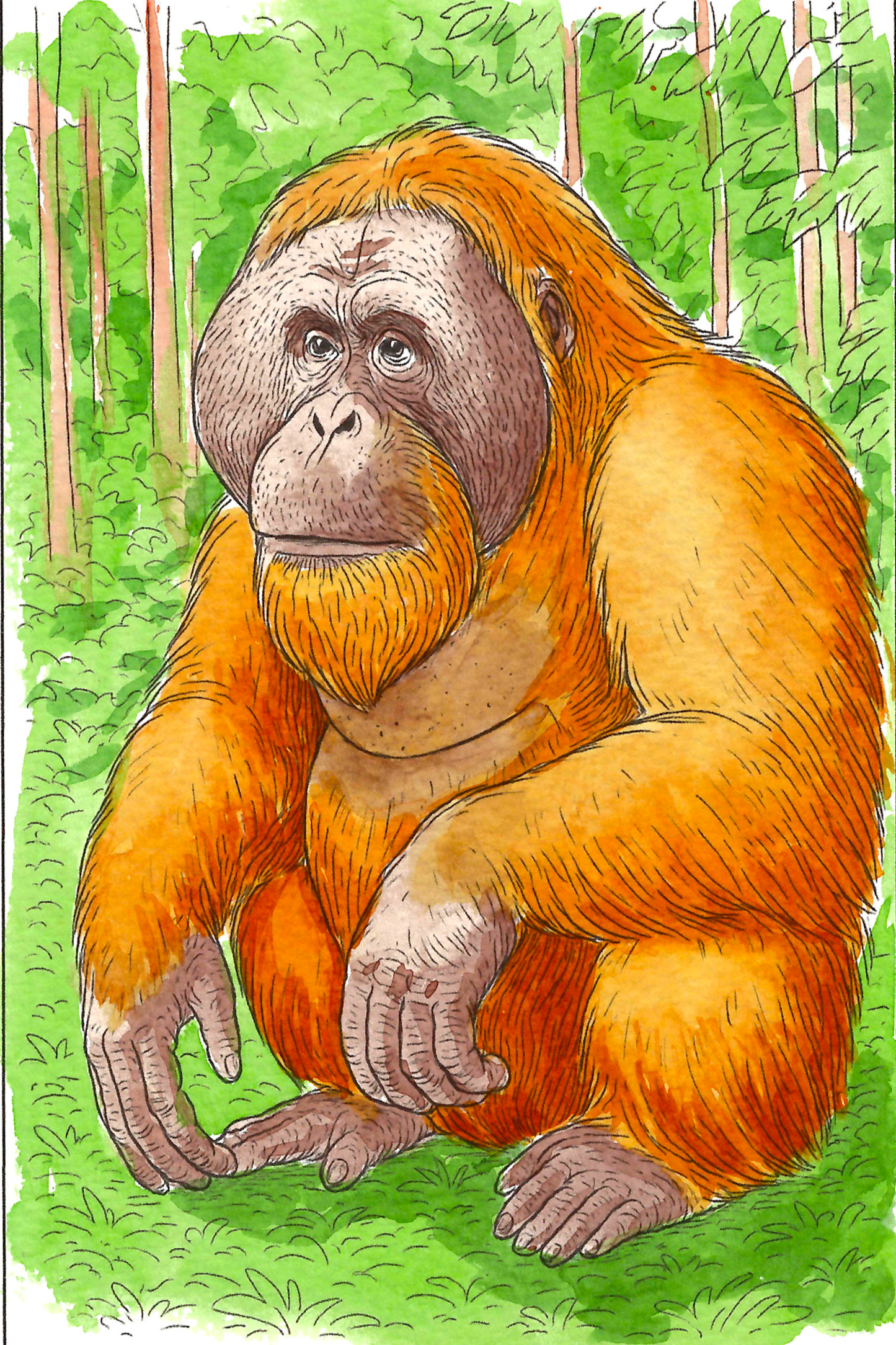 Jungle Animals Watercolor Coloring Book