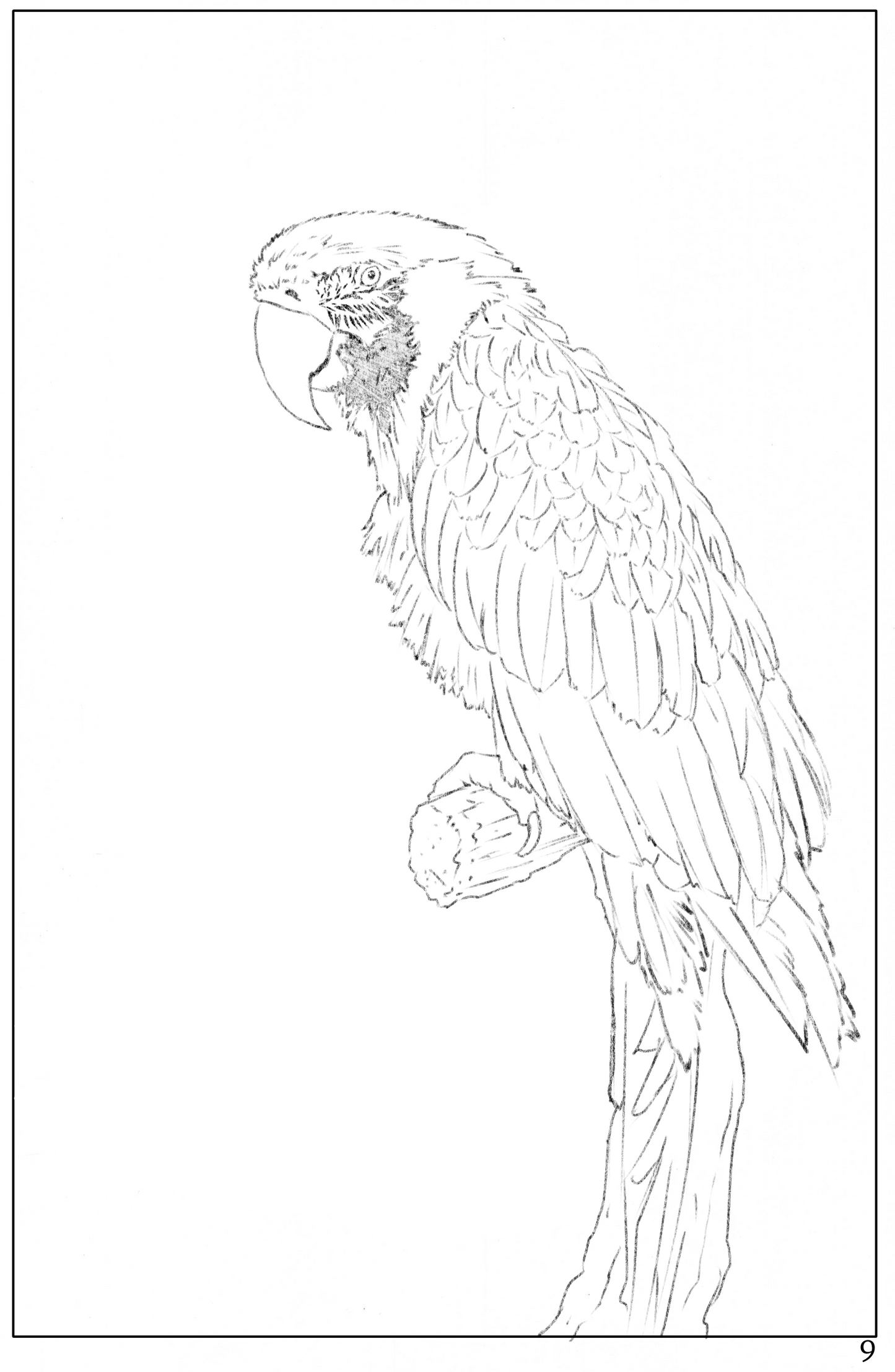 watercolor painting for beginners, watercolor workbook page 9, how to watercolor paint a parrot