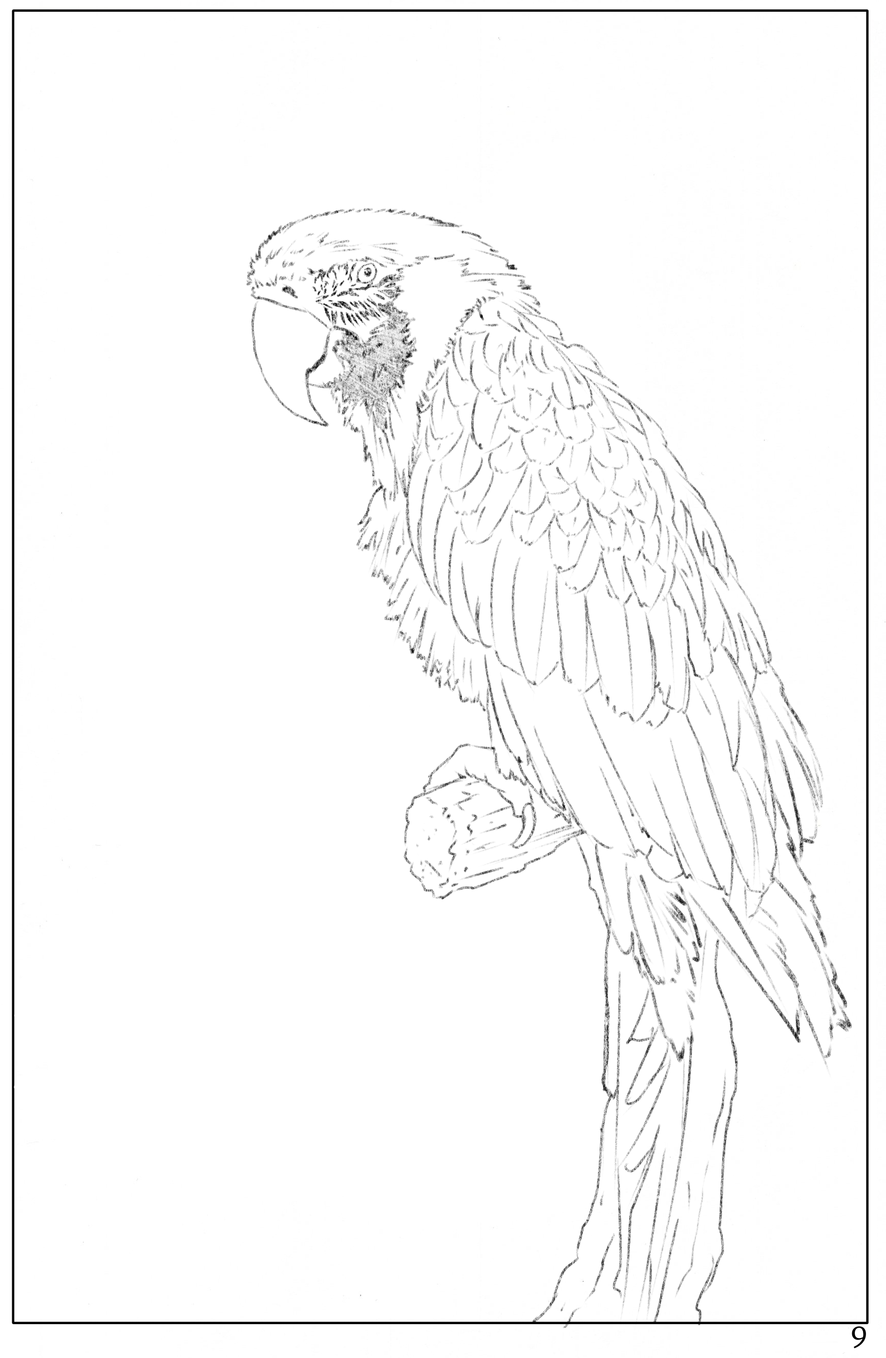 watercolor painting for beginners, watercolor workbook page 9, how to watercolor paint a parrot