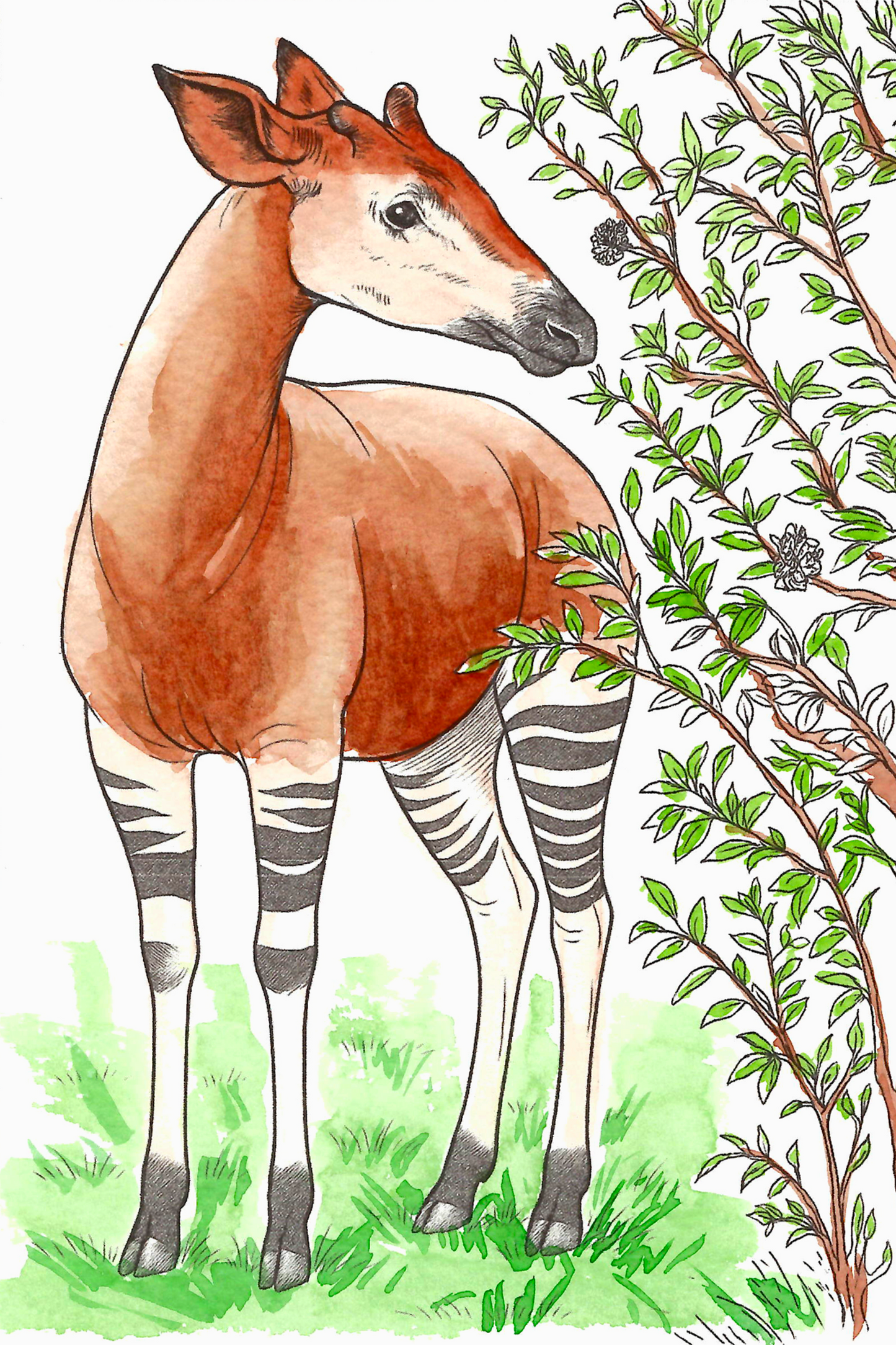 Jungle Animals Watercolor Coloring Book